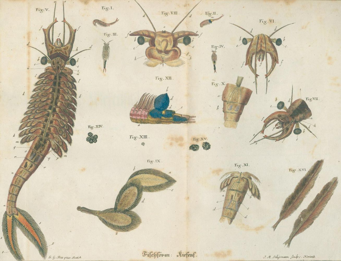 Große Abbildung Nr.4: 142-1978 Schäffer,J.C.: (Zoologie, Insekten)