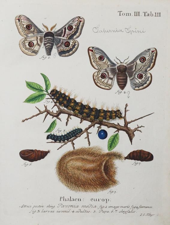 Große Abbildung Nr.1: 142-1979 Esper,E.J.C.: (Zoologie, Insekten, Schmetterlinge)