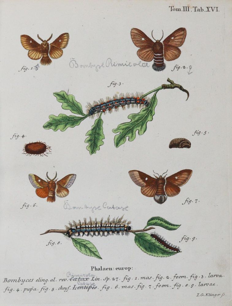 Große Abbildung Nr.2: 142-1979 Esper,E.J.C.: (Zoologie, Insekten, Schmetterlinge)
