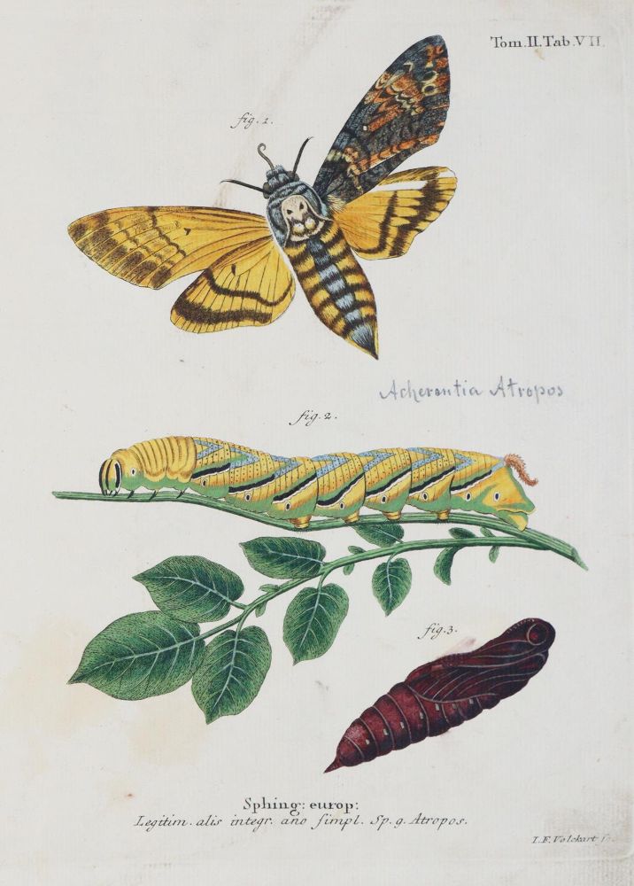 Große Abbildung Nr.3: 142-1979 Esper,E.J.C.: (Zoologie, Insekten, Schmetterlinge)