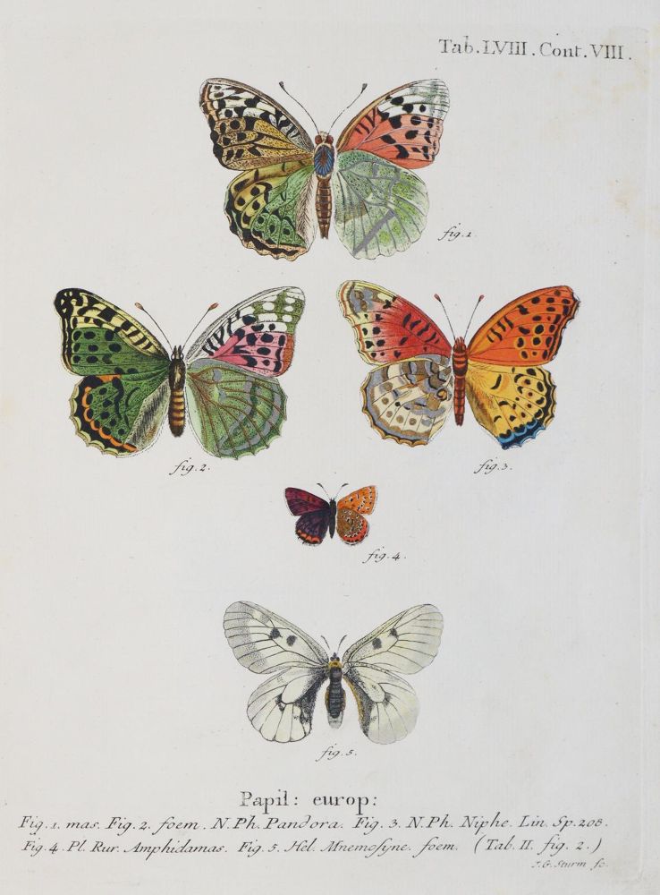 Große Abbildung Nr.4: 142-1979 Esper,E.J.C.: (Zoologie, Insekten, Schmetterlinge)