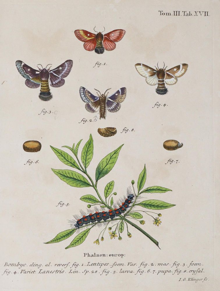 Große Abbildung Nr.6: 142-1979 Esper,E.J.C.: (Zoologie, Insekten, Schmetterlinge)