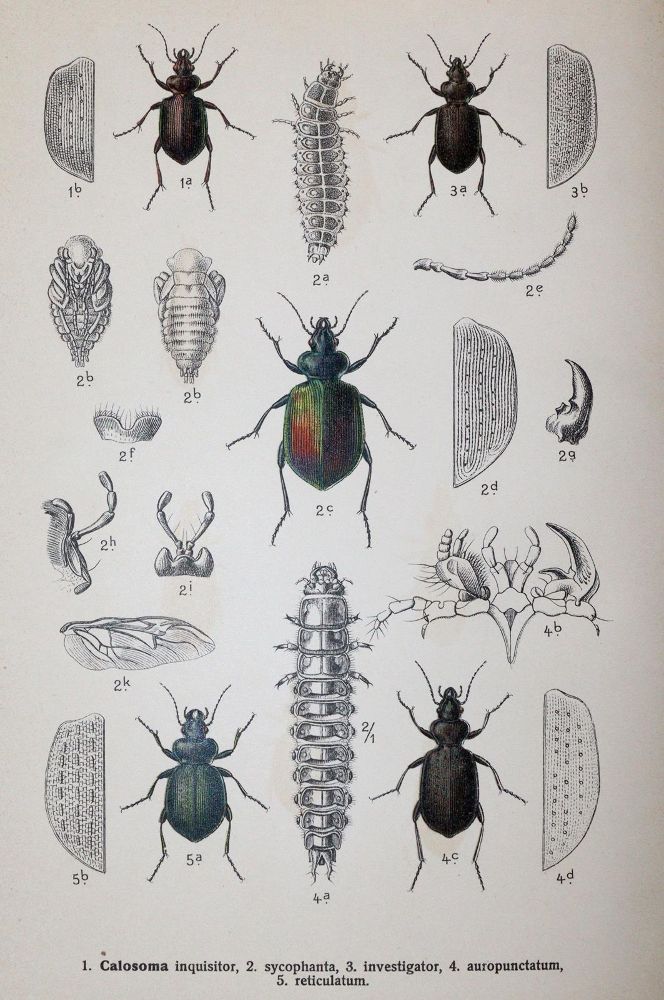 Große Abbildung Nr.2: 142-1980 Reitter,E.: (Zoologie, Käfer)