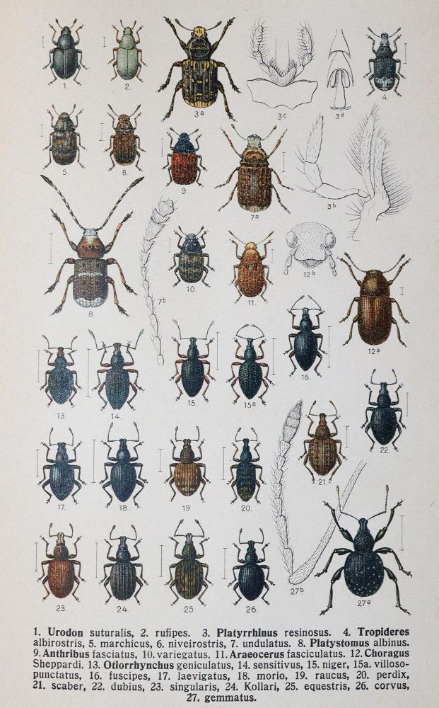 Große Abbildung Nr.3: 142-1980 Reitter,E.: (Zoologie, Käfer)