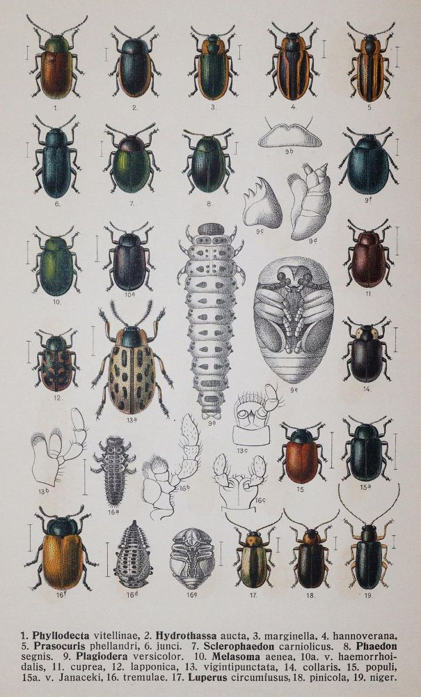 Große Abbildung Nr.4: 142-1980 Reitter,E.: (Zoologie, Käfer)