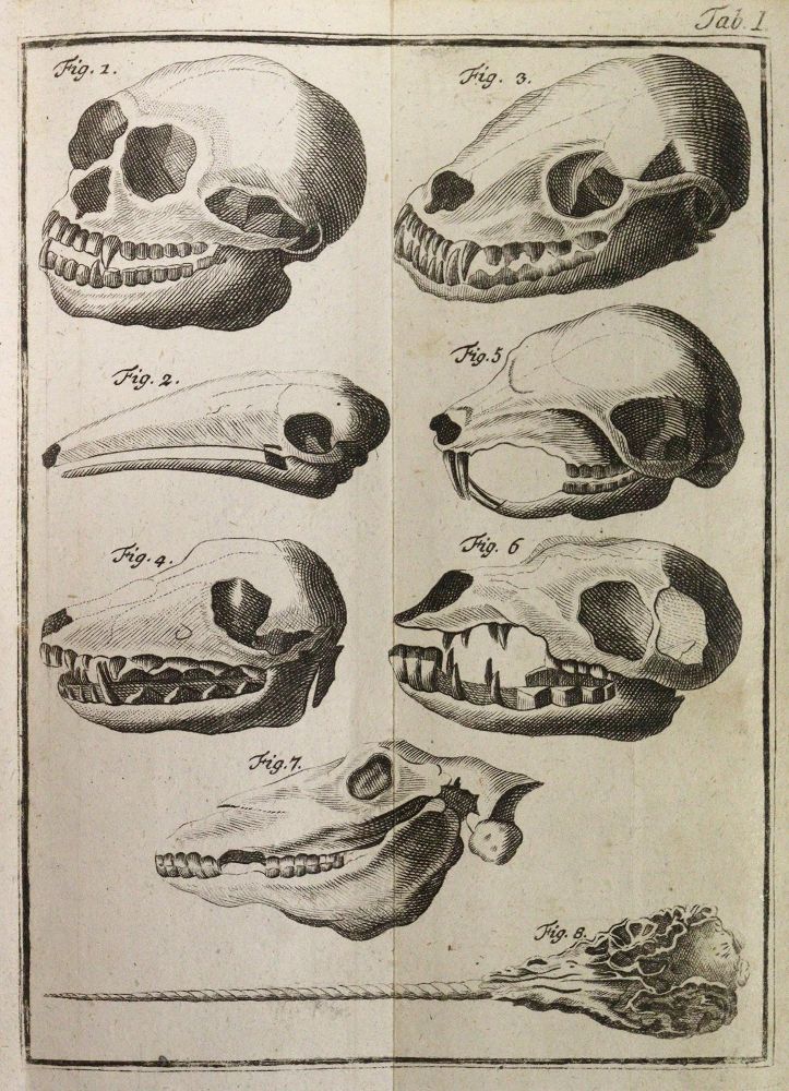 Große Abbildung Nr.3: 142-1982 Linné,C.v.: (Zoologie)