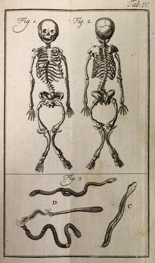 Große Abbildung Nr.4: 142-1982 Linné,C.v.: (Zoologie)