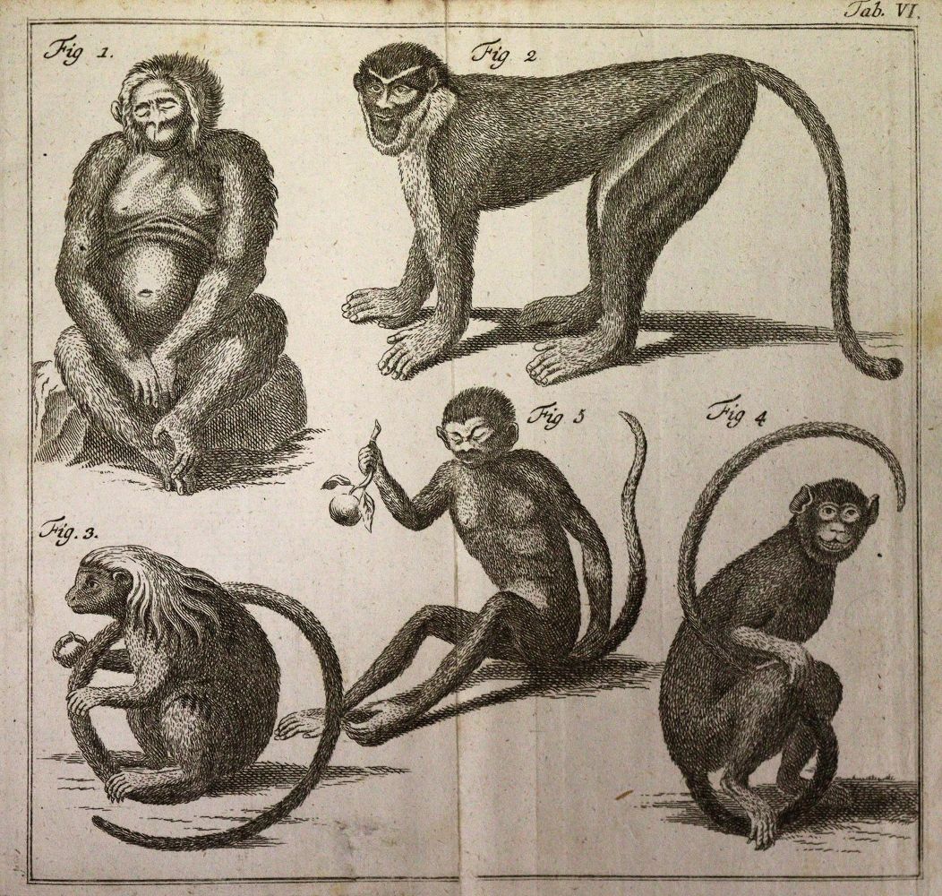 Große Abbildung Nr.5: 142-1982 Linné,C.v.: (Zoologie)