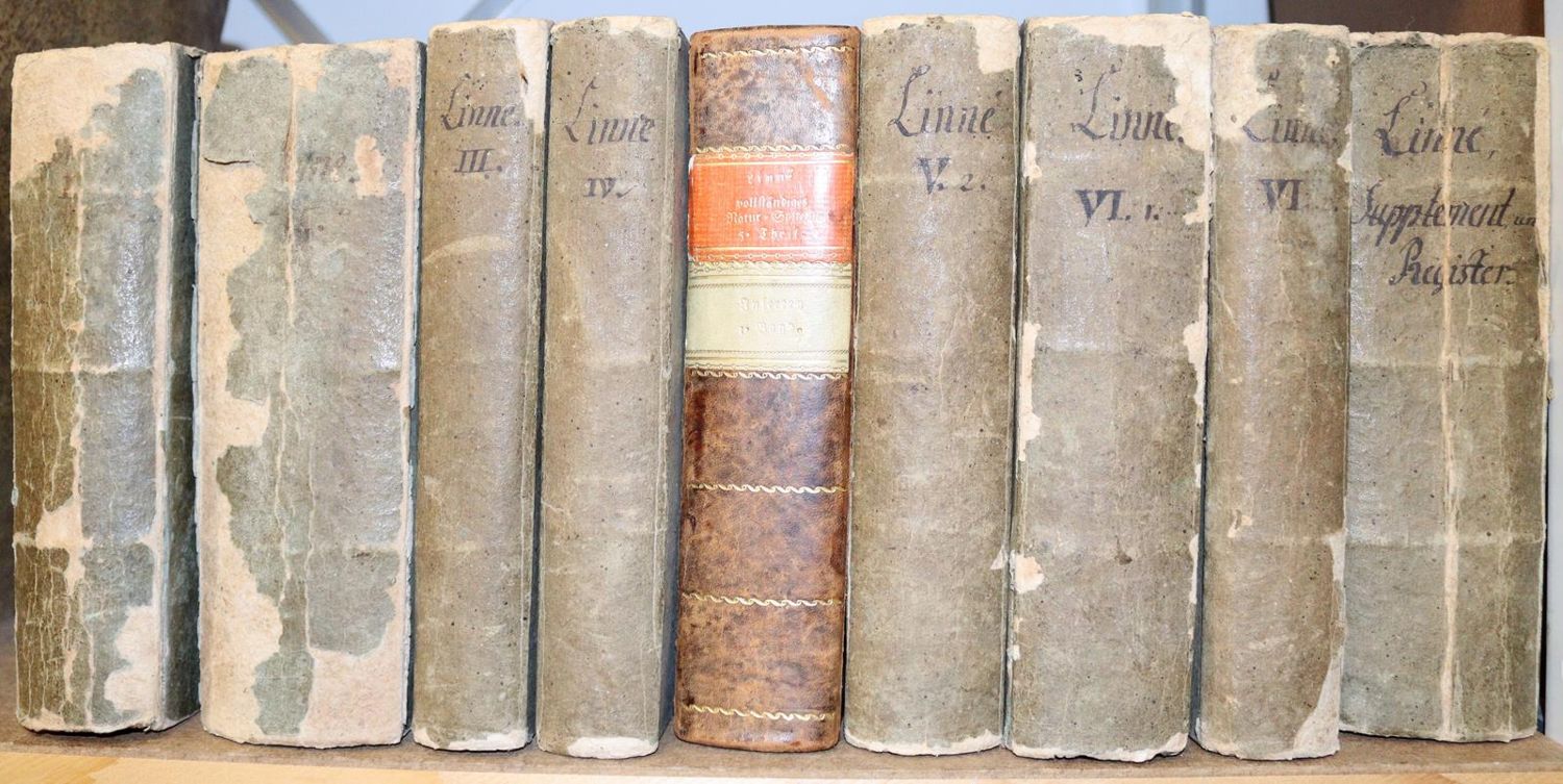 Große Abbildung Nr.6: 142-1982 Linné,C.v.: (Zoologie)