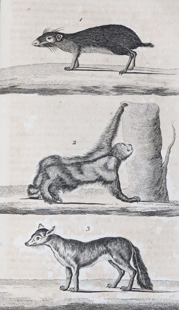 Große Abbildung Nr.3: 142-1983 Nouveau dictionnaire d'histoire naturelle,: (Zoologie)