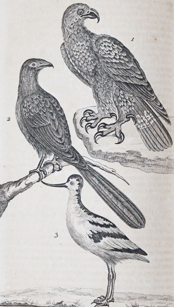 Große Abbildung Nr.4: 142-1983 Nouveau dictionnaire d'histoire naturelle,: (Zoologie)