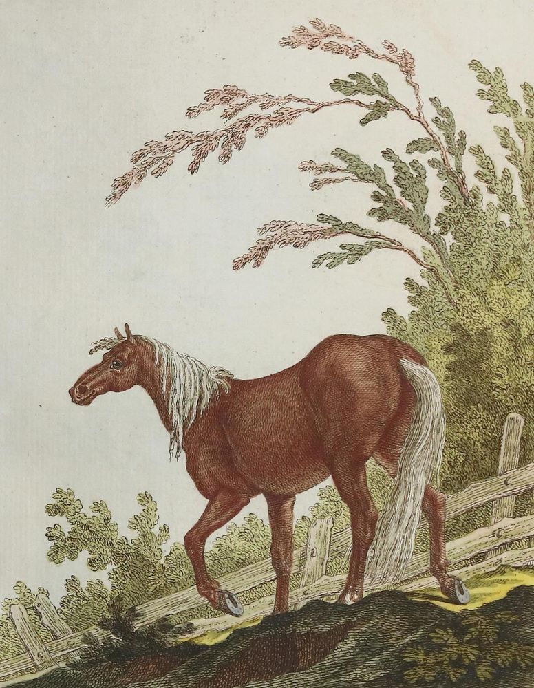 Große Abbildung Nr.3: 142-1988 Ridinger,J.E.: (Zoologie, Pferde)