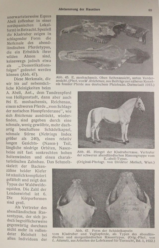 Große Abbildung Nr.4: 142-1990 Stang, V. und D. Wirth (Hrsg.).: (Zoologie)