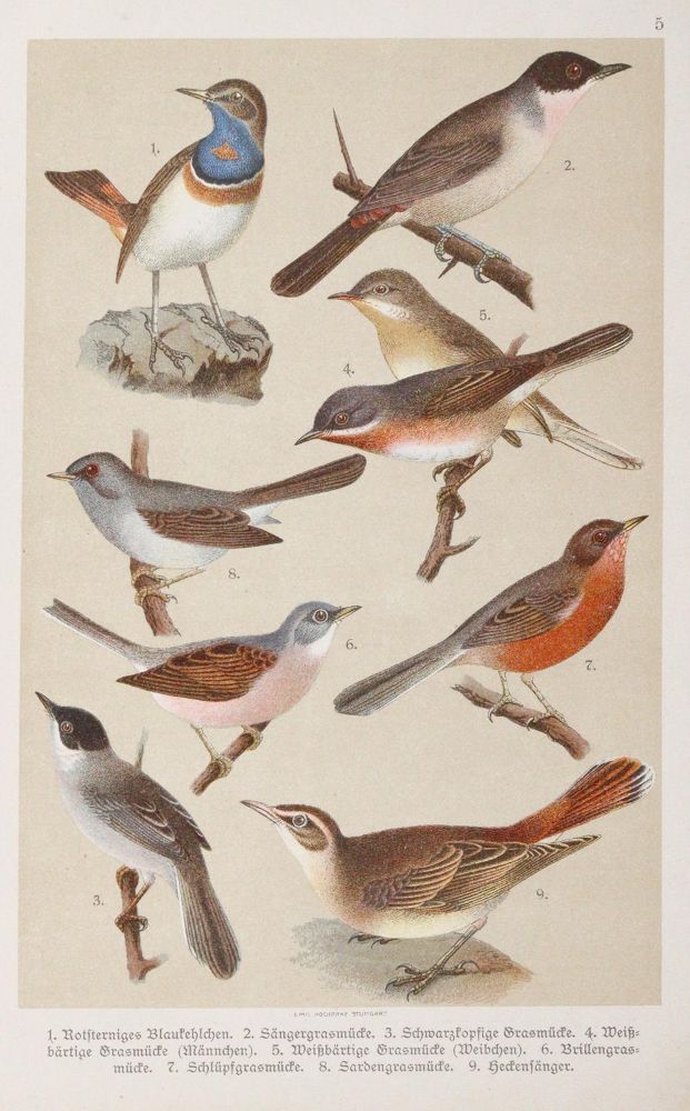 Große Abbildung Nr.2: 142-1992 Bechstein,J.M.: (Zoologie, Vögel)