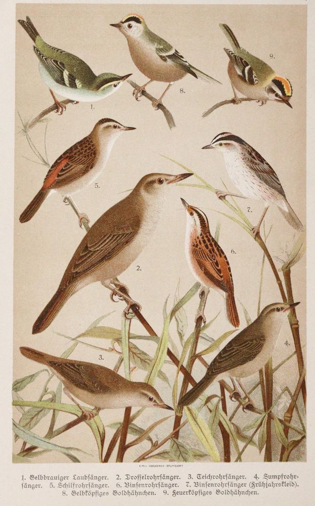 Große Abbildung Nr.3: 142-1992 Bechstein,J.M.: (Zoologie, Vögel)