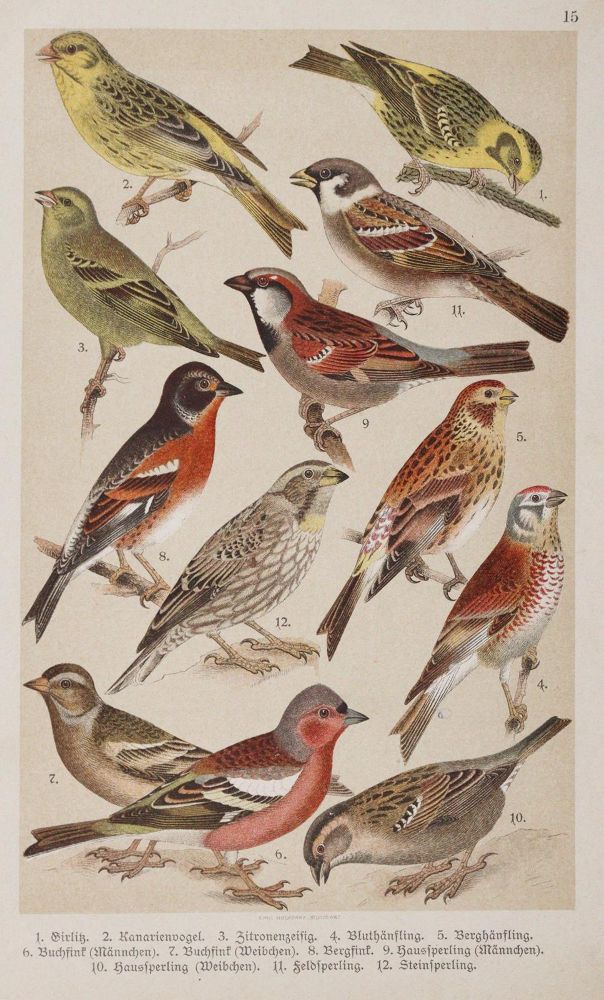 Große Abbildung Nr.4: 142-1992 Bechstein,J.M.: (Zoologie, Vögel)
