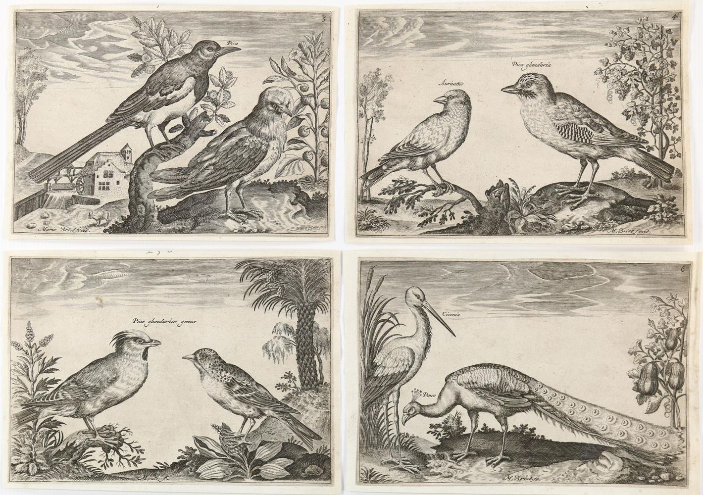 Große Abbildung Nr.3: 142-1993 Briot, Marie.: (Zoologie, Vögel)