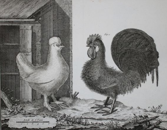 Große Abbildung Nr.1: 142-1994 Brisson,(M.J.).: (Zoologie, Vögel)