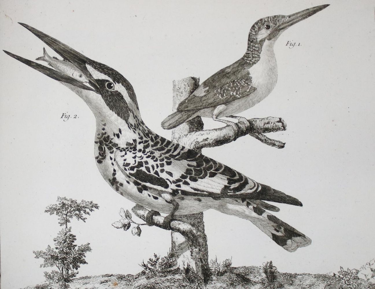 Große Abbildung Nr.10: 142-1994 Brisson,(M.J.).: (Zoologie, Vögel)