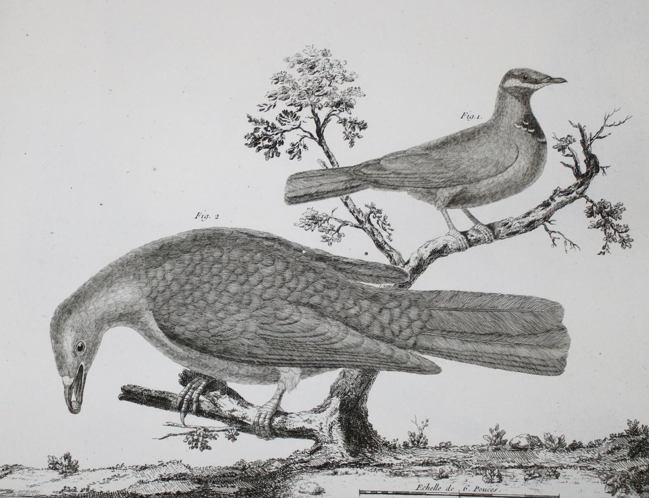 Große Abbildung Nr.2: 142-1994 Brisson,(M.J.).: (Zoologie, Vögel)