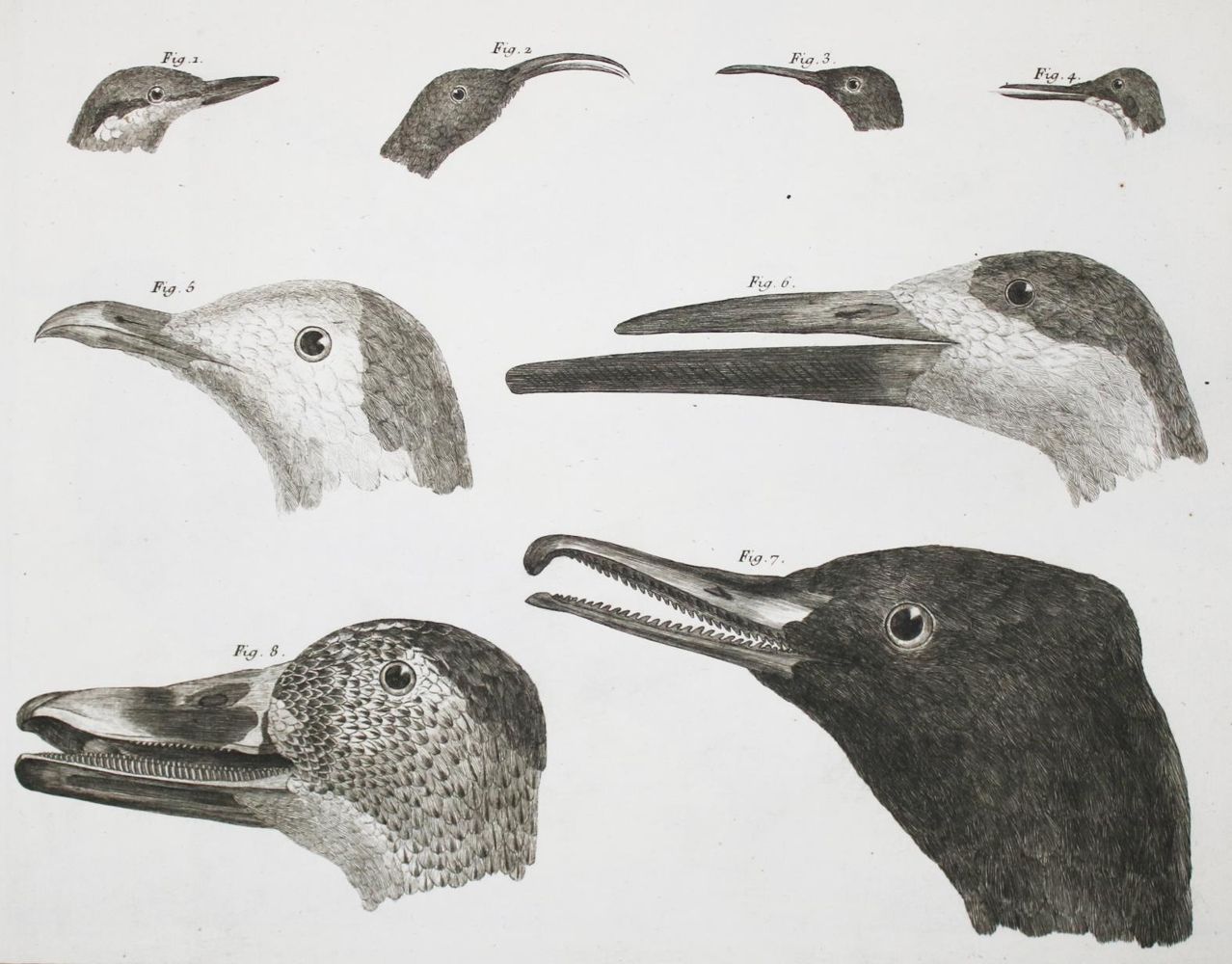 Große Abbildung Nr.4: 142-1994 Brisson,(M.J.).: (Zoologie, Vögel)