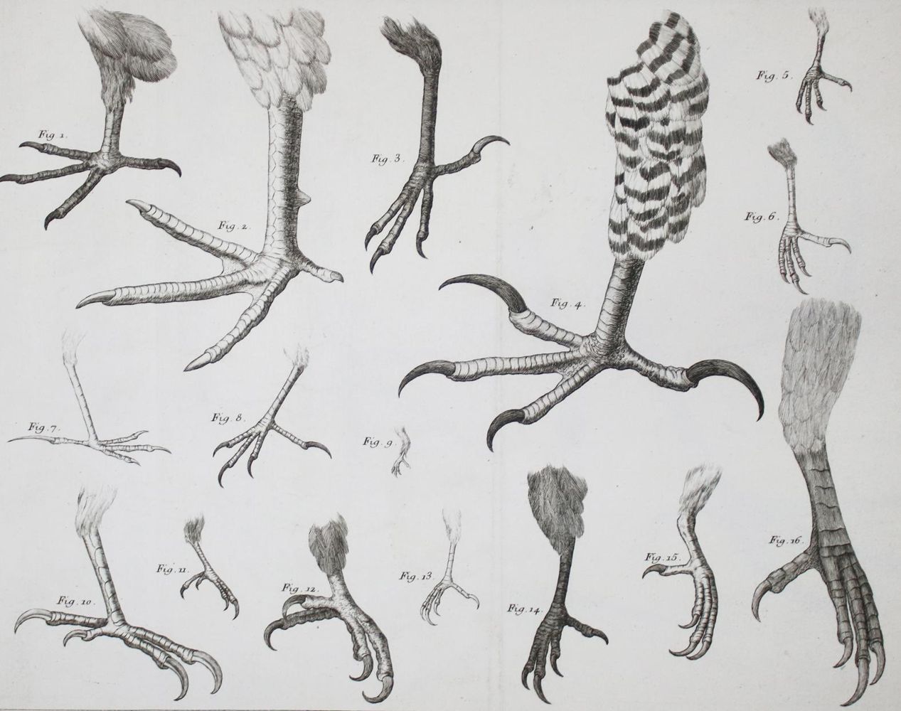 Große Abbildung Nr.5: 142-1994 Brisson,(M.J.).: (Zoologie, Vögel)
