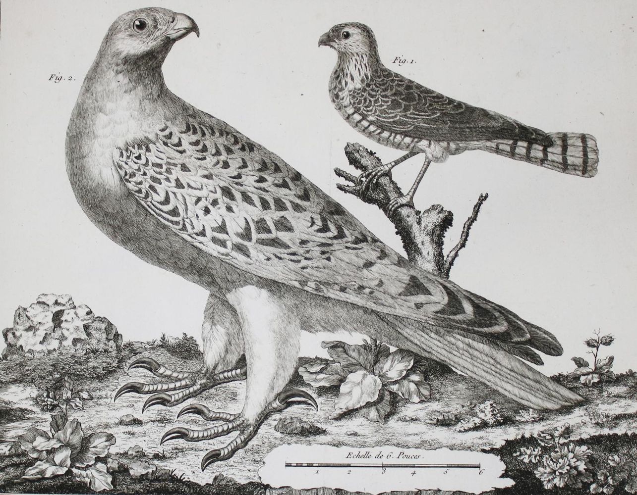 Große Abbildung Nr.6: 142-1994 Brisson,(M.J.).: (Zoologie, Vögel)