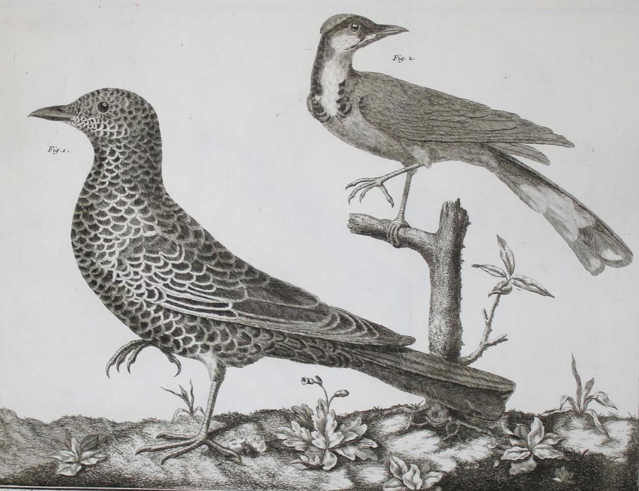 Große Abbildung Nr.7: 142-1994 Brisson,(M.J.).: (Zoologie, Vögel)