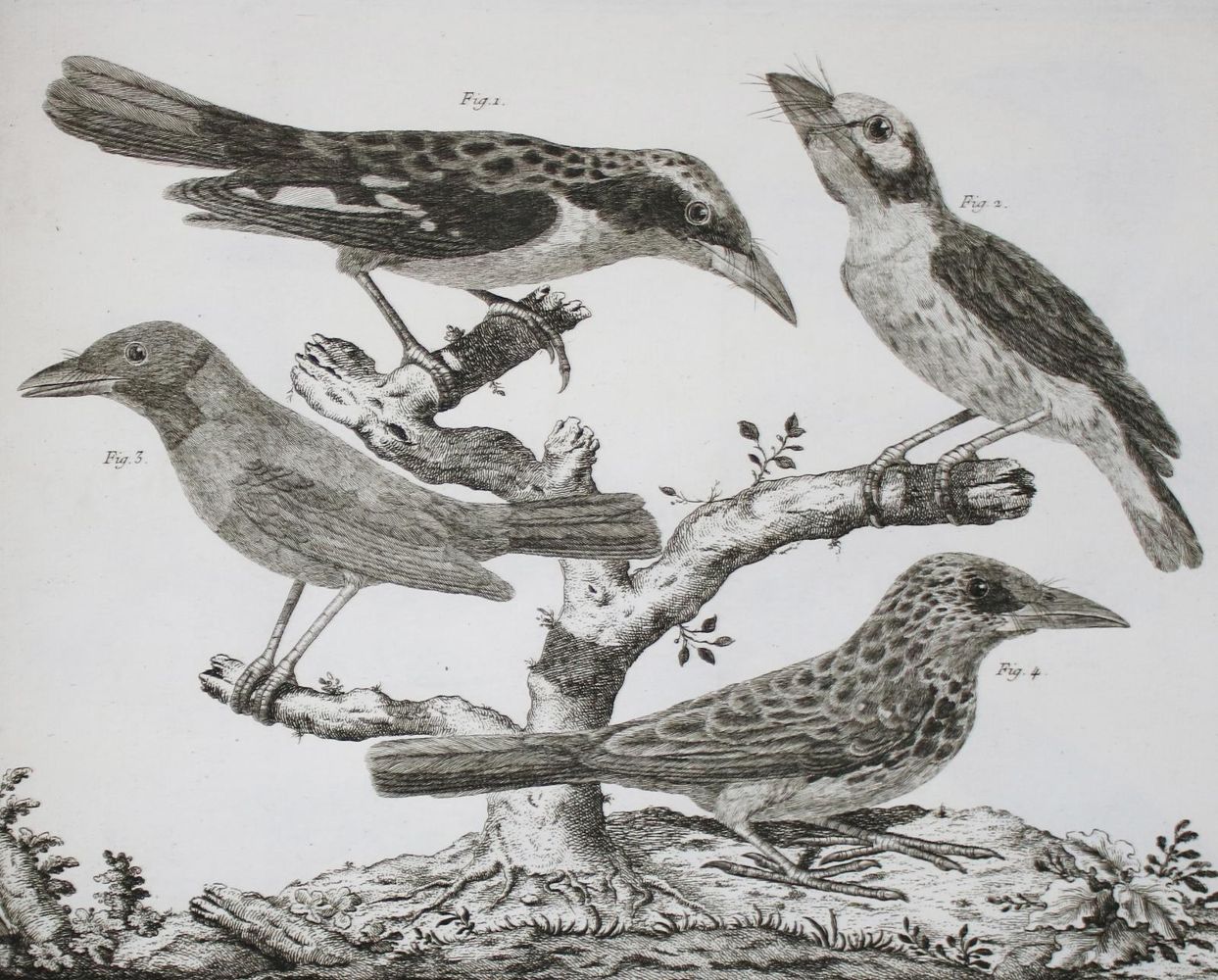 Große Abbildung Nr.8: 142-1994 Brisson,(M.J.).: (Zoologie, Vögel)
