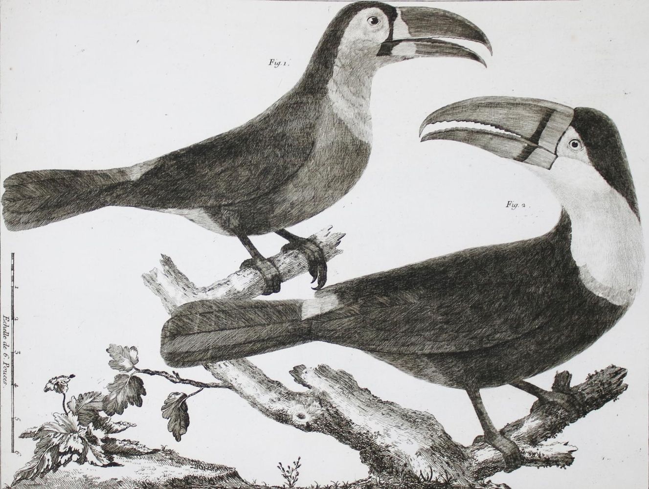 Große Abbildung Nr.9: 142-1994 Brisson,(M.J.).: (Zoologie, Vögel)