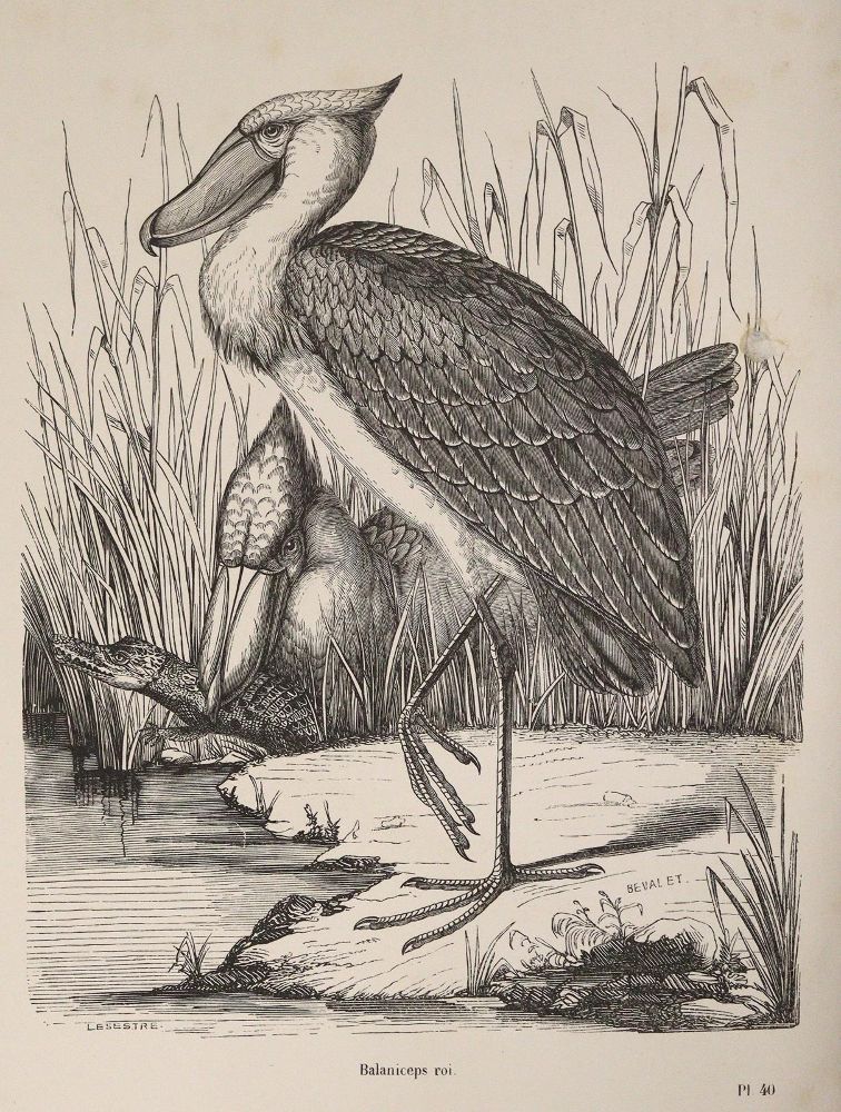 Große Abbildung Nr.2: 142-1996 Chenu,J.C.: (Zoologie, Vögel)