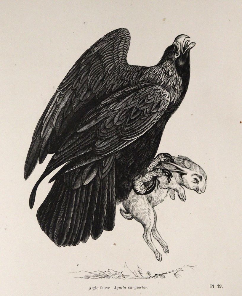 Große Abbildung Nr.3: 142-1996 Chenu,J.C.: (Zoologie, Vögel)
