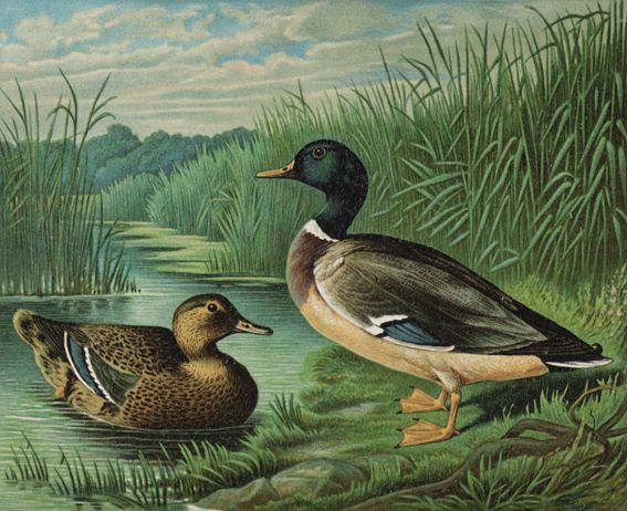 Große Abbildung Nr.1: 142-1997 Maar,A.: (Zoologie, Vögel, Enten)
