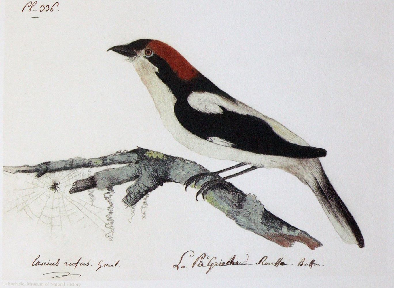 Große Abbildung Nr.2: 142-1998 Audubon,J.J.: (Zoologie, Vögel, Faksimile)