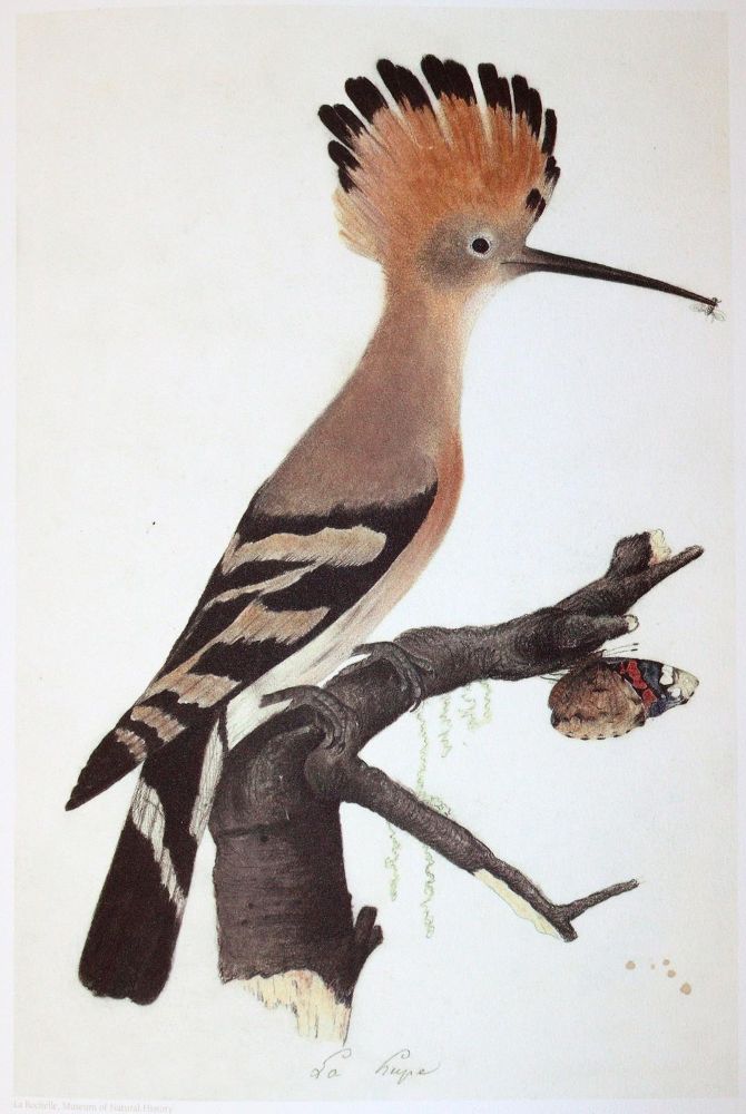 Große Abbildung Nr.3: 142-1998 Audubon,J.J.: (Zoologie, Vögel, Faksimile)