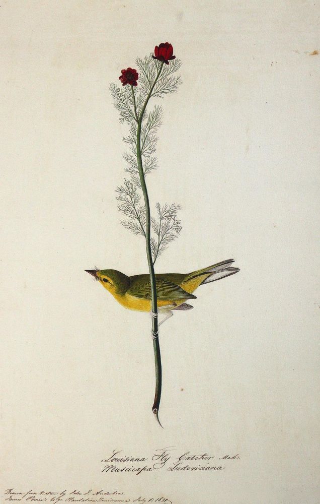 Große Abbildung Nr.4: 142-1998 Audubon,J.J.: (Zoologie, Vögel, Faksimile)