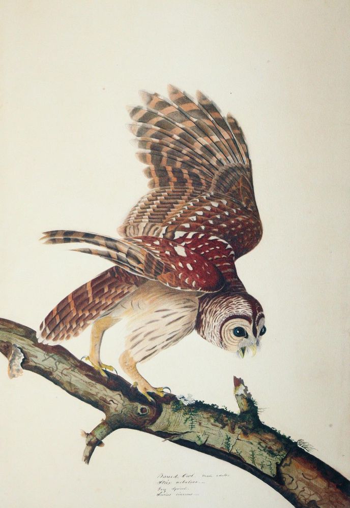 Große Abbildung Nr.5: 142-1998 Audubon,J.J.: (Zoologie, Vögel, Faksimile)