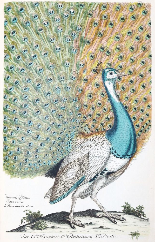 Große Abbildung Nr.1: 142-1999 Frisch,J.L.: (Zoologie, Vögel)