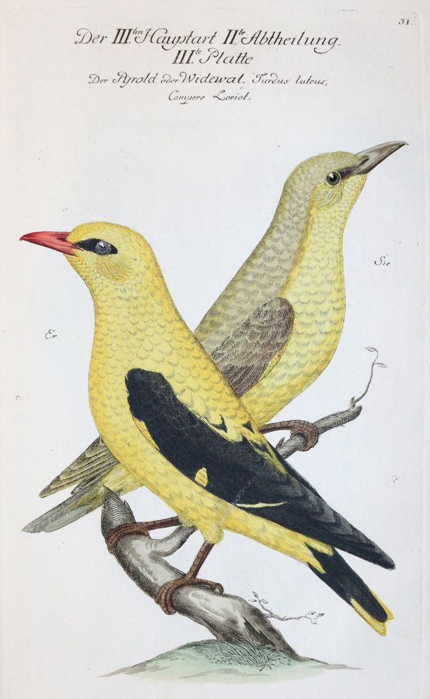 Große Abbildung Nr.2: 142-1999 Frisch,J.L.: (Zoologie, Vögel)