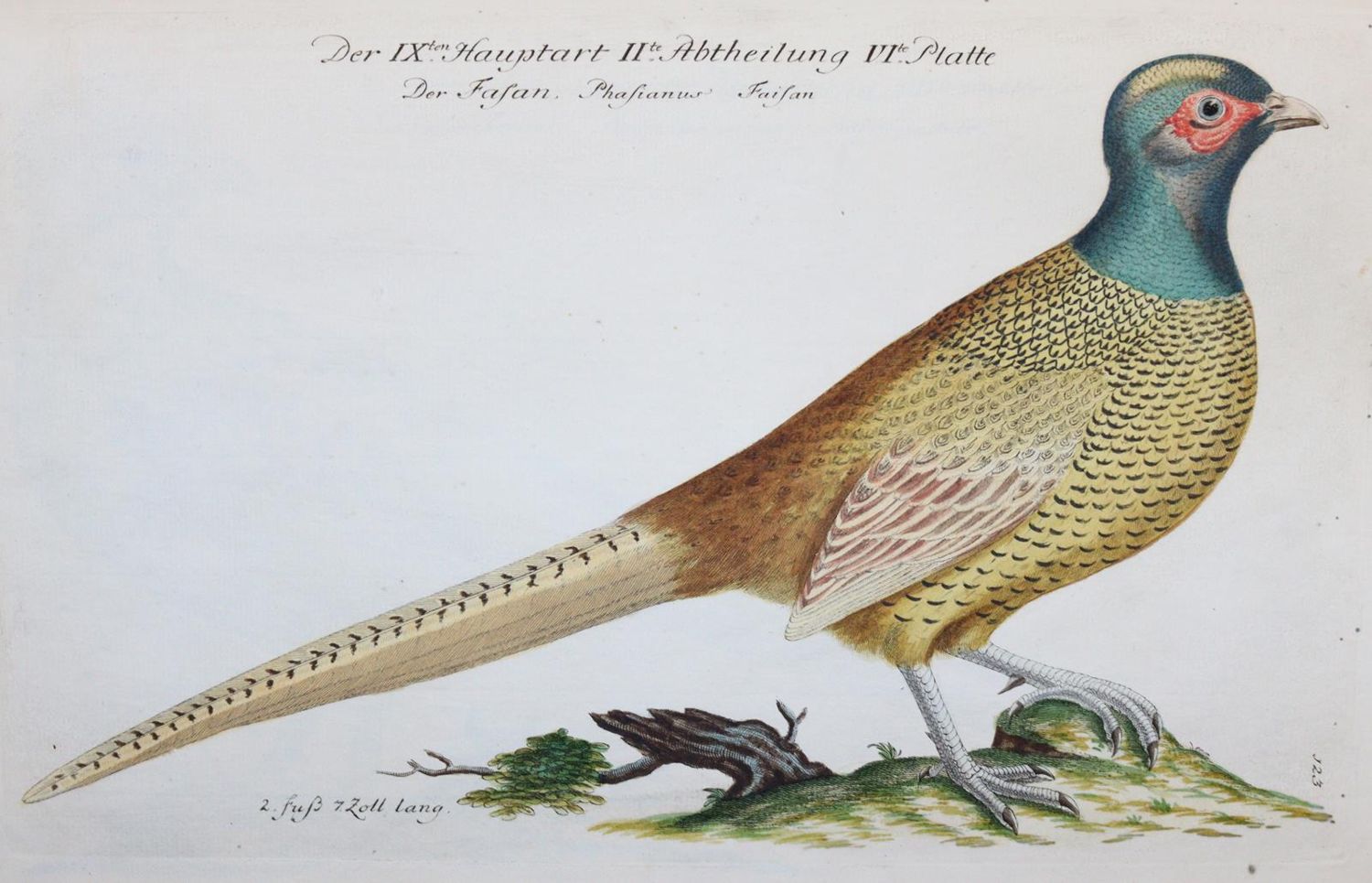 Große Abbildung Nr.21: 142-1999 Frisch,J.L.: (Zoologie, Vögel)
