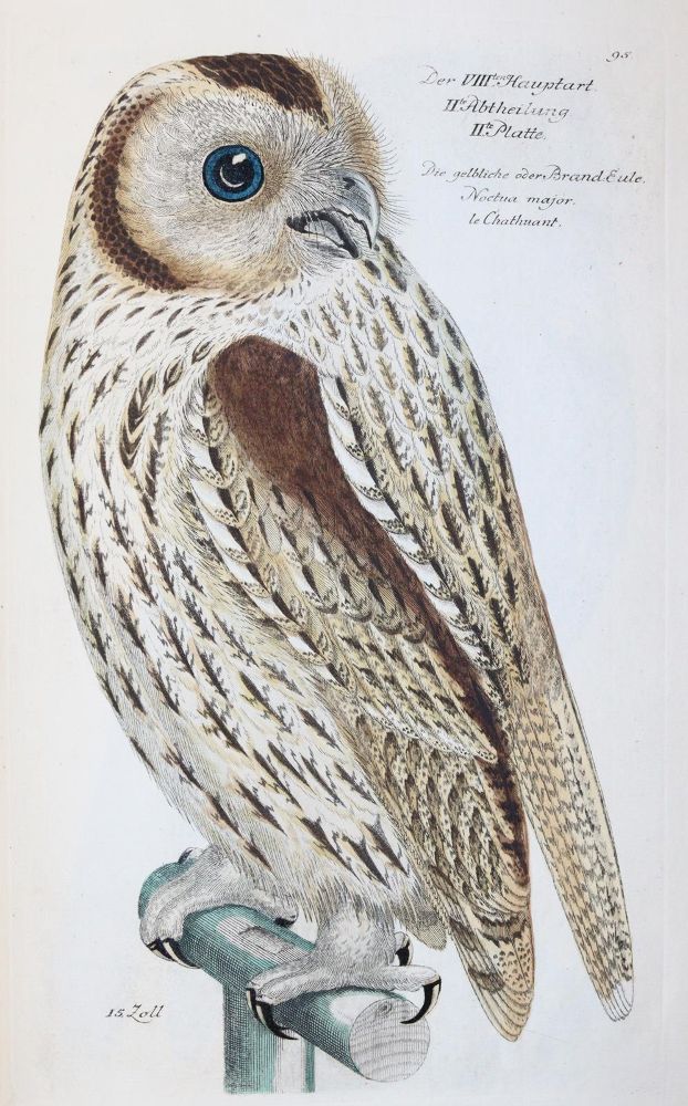 Große Abbildung Nr.210: 142-1999 Frisch,J.L.: (Zoologie, Vögel)