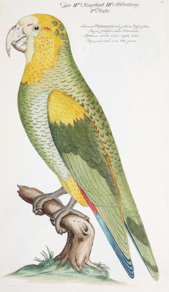 Große Abbildung Nr.223: 142-1999 Frisch,J.L.: (Zoologie, Vögel)