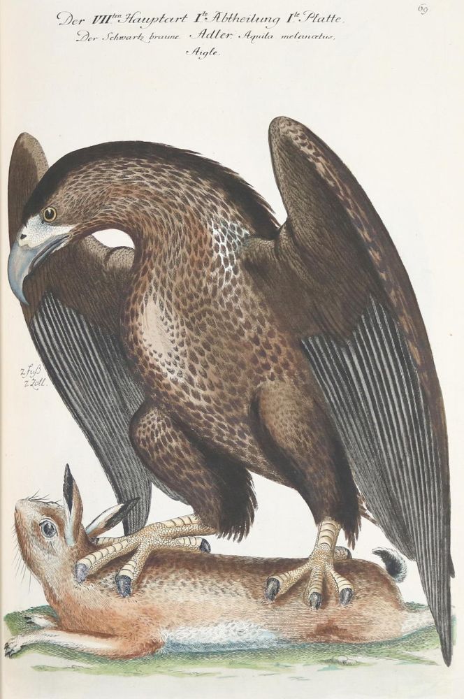 Große Abbildung Nr.230: 142-1999 Frisch,J.L.: (Zoologie, Vögel)