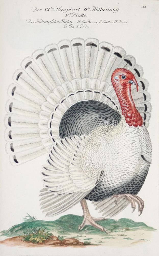 Große Abbildung Nr.248: 142-1999 Frisch,J.L.: (Zoologie, Vögel)