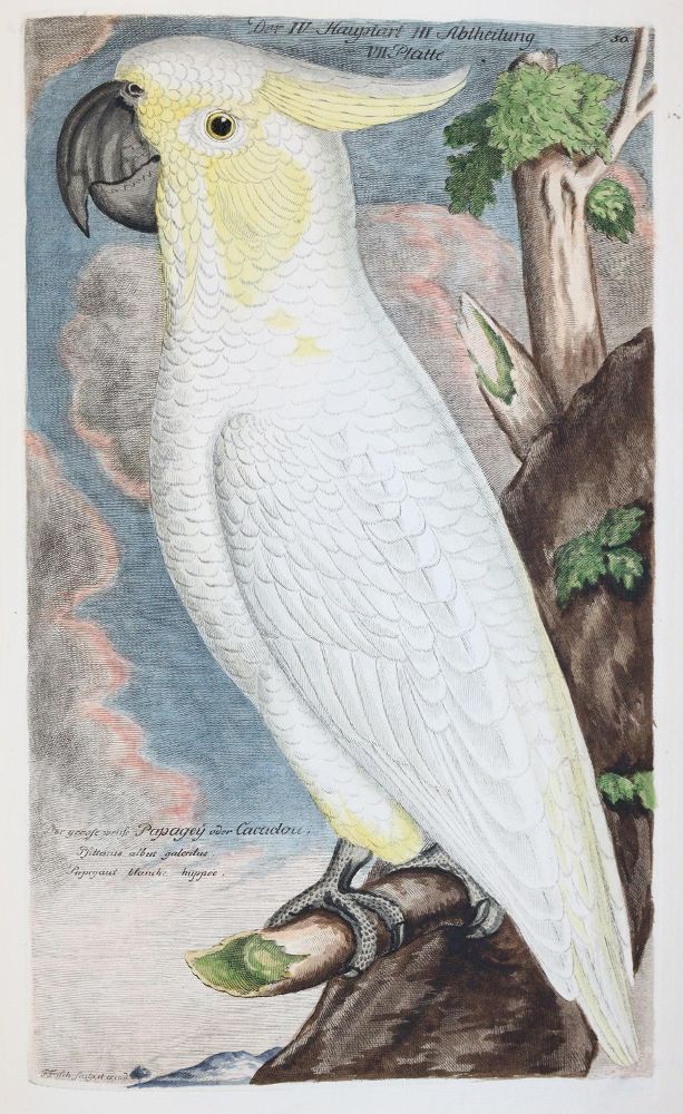 Große Abbildung Nr.25: 142-1999 Frisch,J.L.: (Zoologie, Vögel)