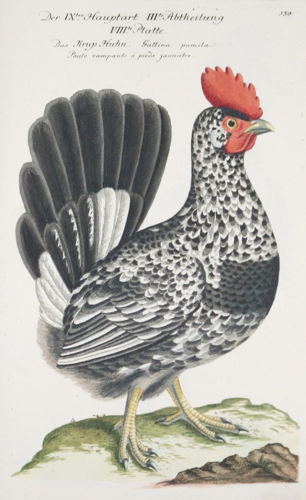 Große Abbildung Nr.251: 142-1999 Frisch,J.L.: (Zoologie, Vögel)
