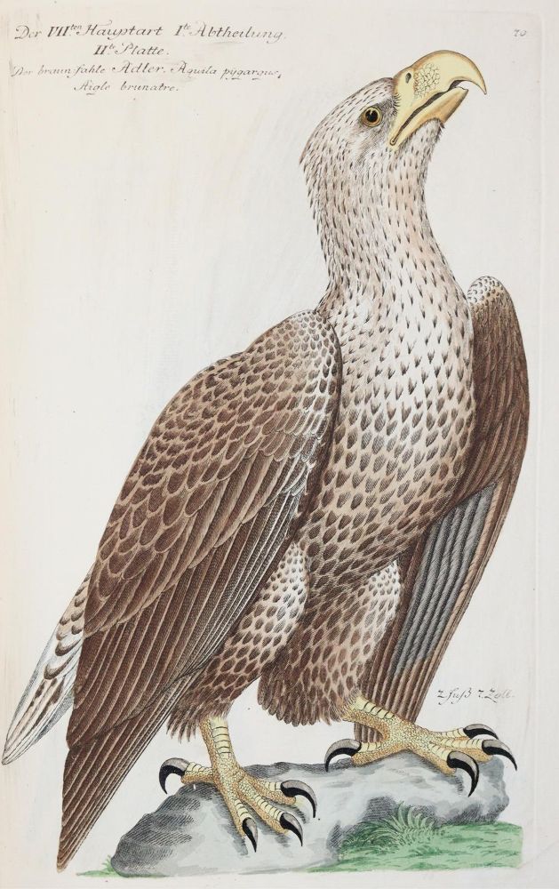Große Abbildung Nr.26: 142-1999 Frisch,J.L.: (Zoologie, Vögel)