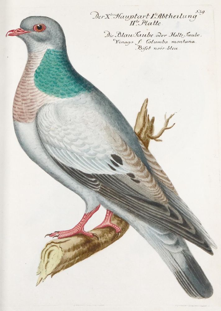 Große Abbildung Nr.262: 142-1999 Frisch,J.L.: (Zoologie, Vögel)