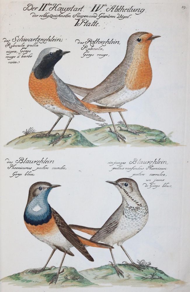 Große Abbildung Nr.27: 142-1999 Frisch,J.L.: (Zoologie, Vögel)