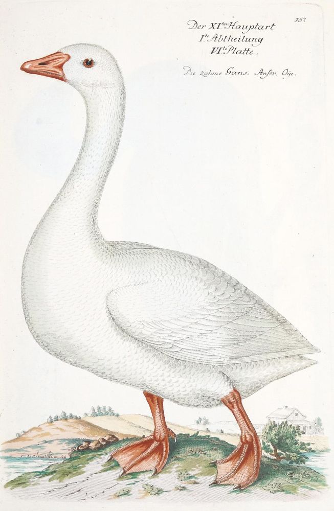 Große Abbildung Nr.270: 142-1999 Frisch,J.L.: (Zoologie, Vögel)